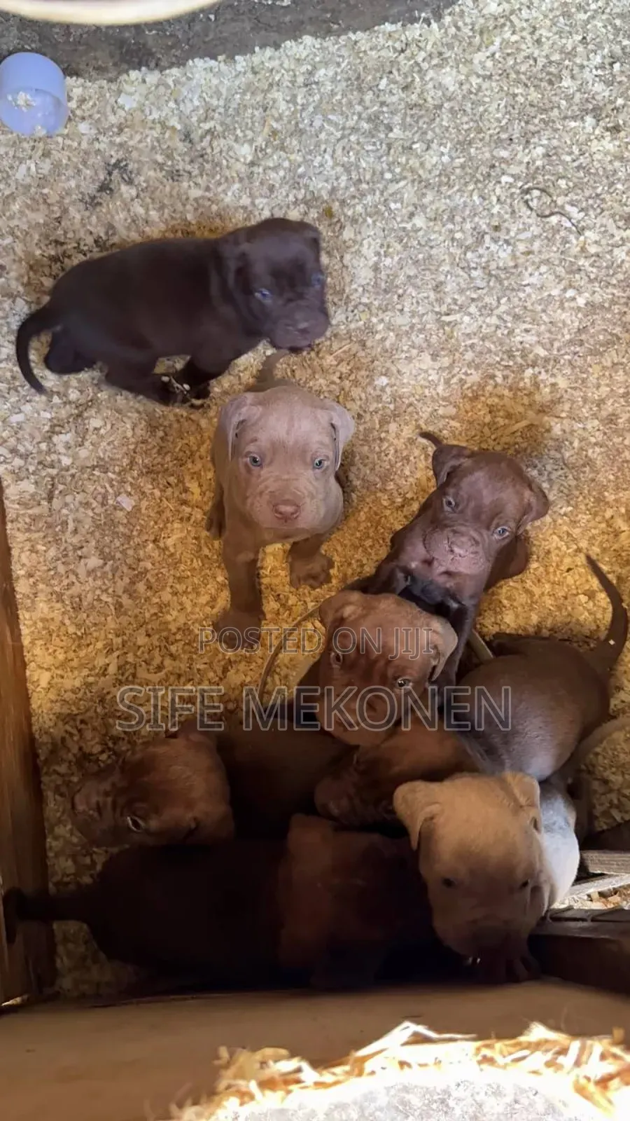 1-3 months Male Purebred Bullmastiff