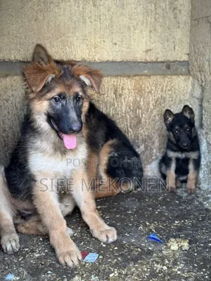 1-3 months Female Purebred German Shepherd