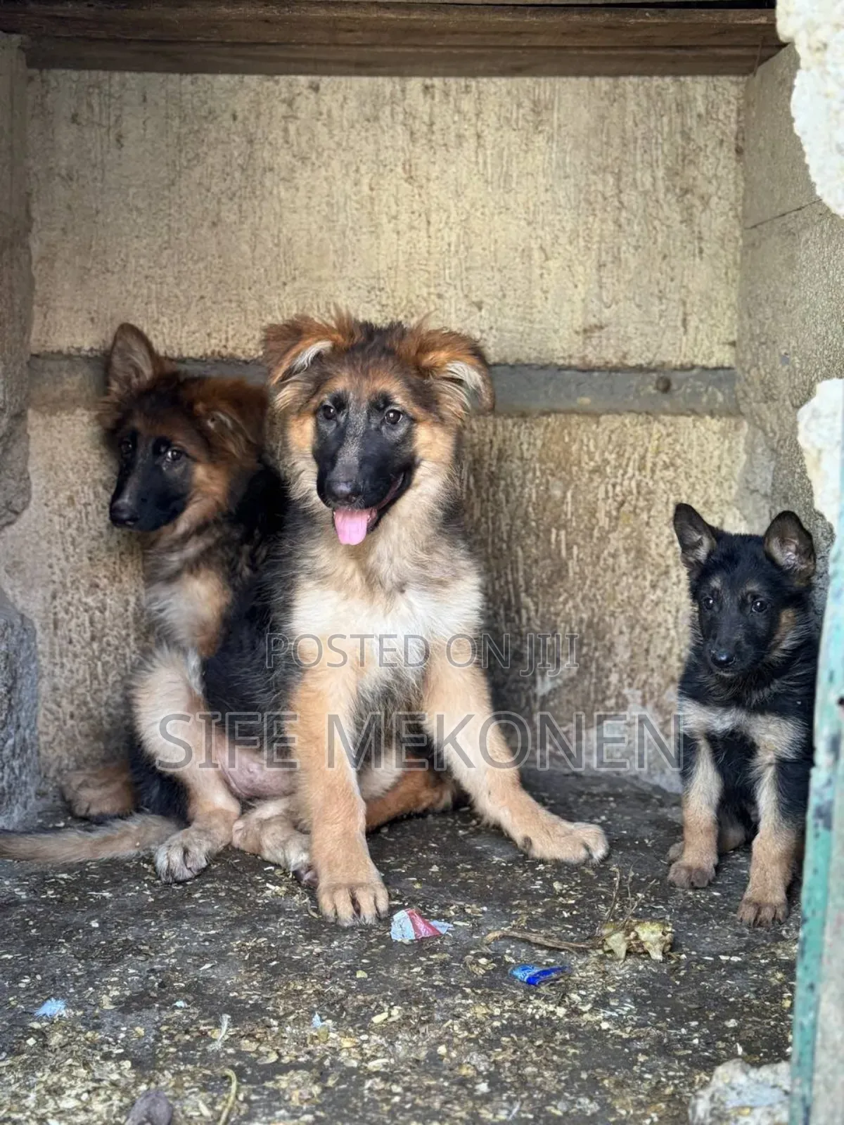 1-3 months Female Purebred German Shepherd