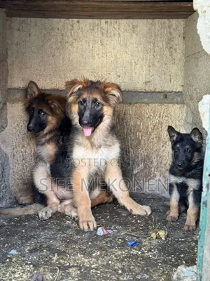 1-3 months Female Purebred German Shepherd