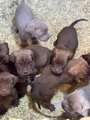 1-3 months Male Purebred Bullmastiff