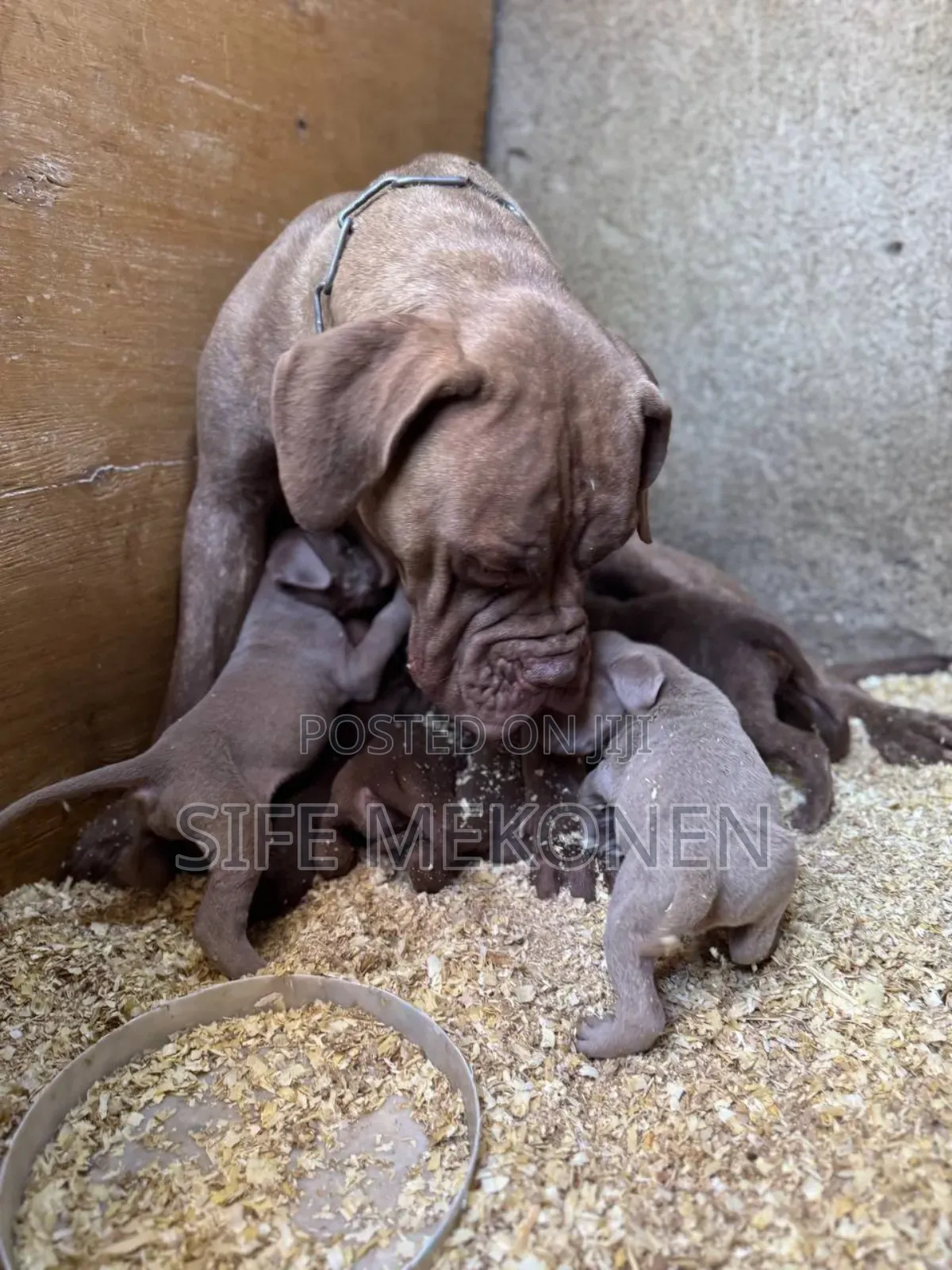 1-3 months Male Purebred Bullmastiff