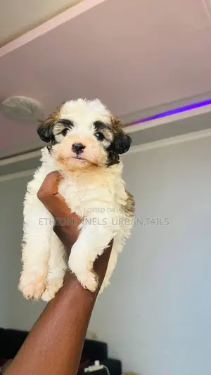 1-3 months Male Purebred Shih Tzu