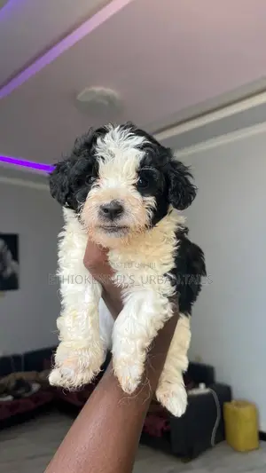 1-3 months Male Purebred Shih Tzu