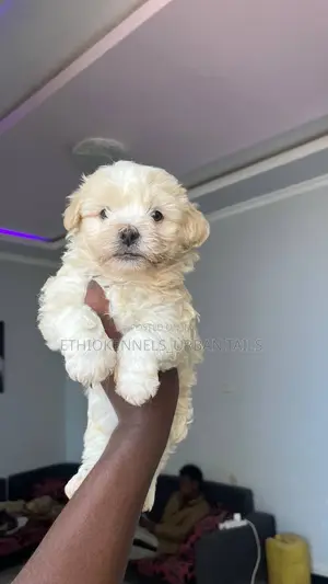 1-3 months Male Purebred Maltese