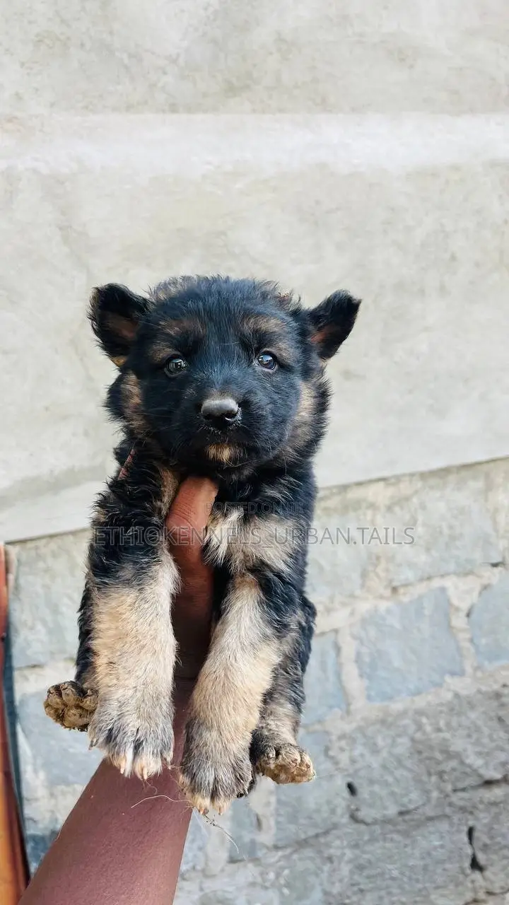 1-3 months Male Purebred German Shepherd