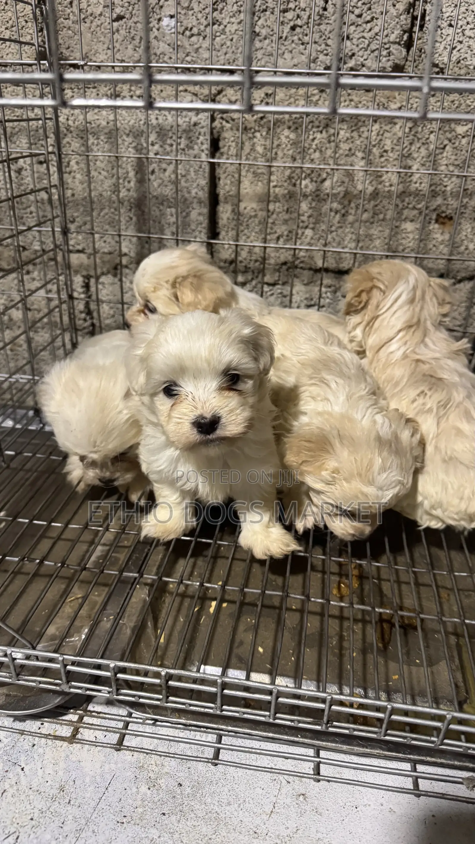 1-3 months Male Mixed Breed Shih Tzu