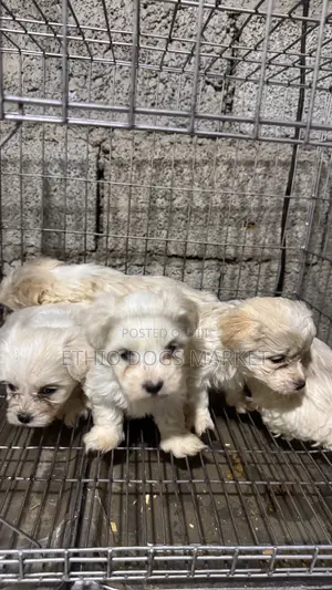 1-3 months Male Mixed Breed Shih Tzu