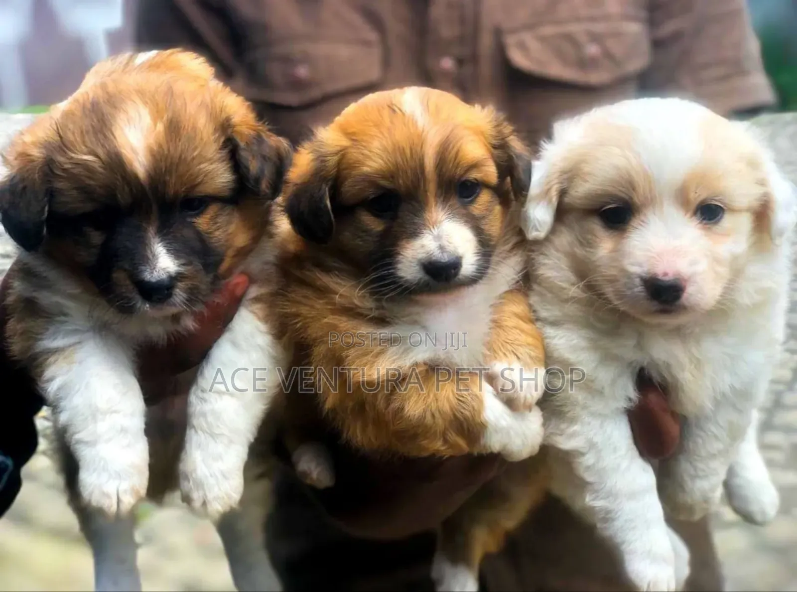 1-3 months Male Purebred Maltese