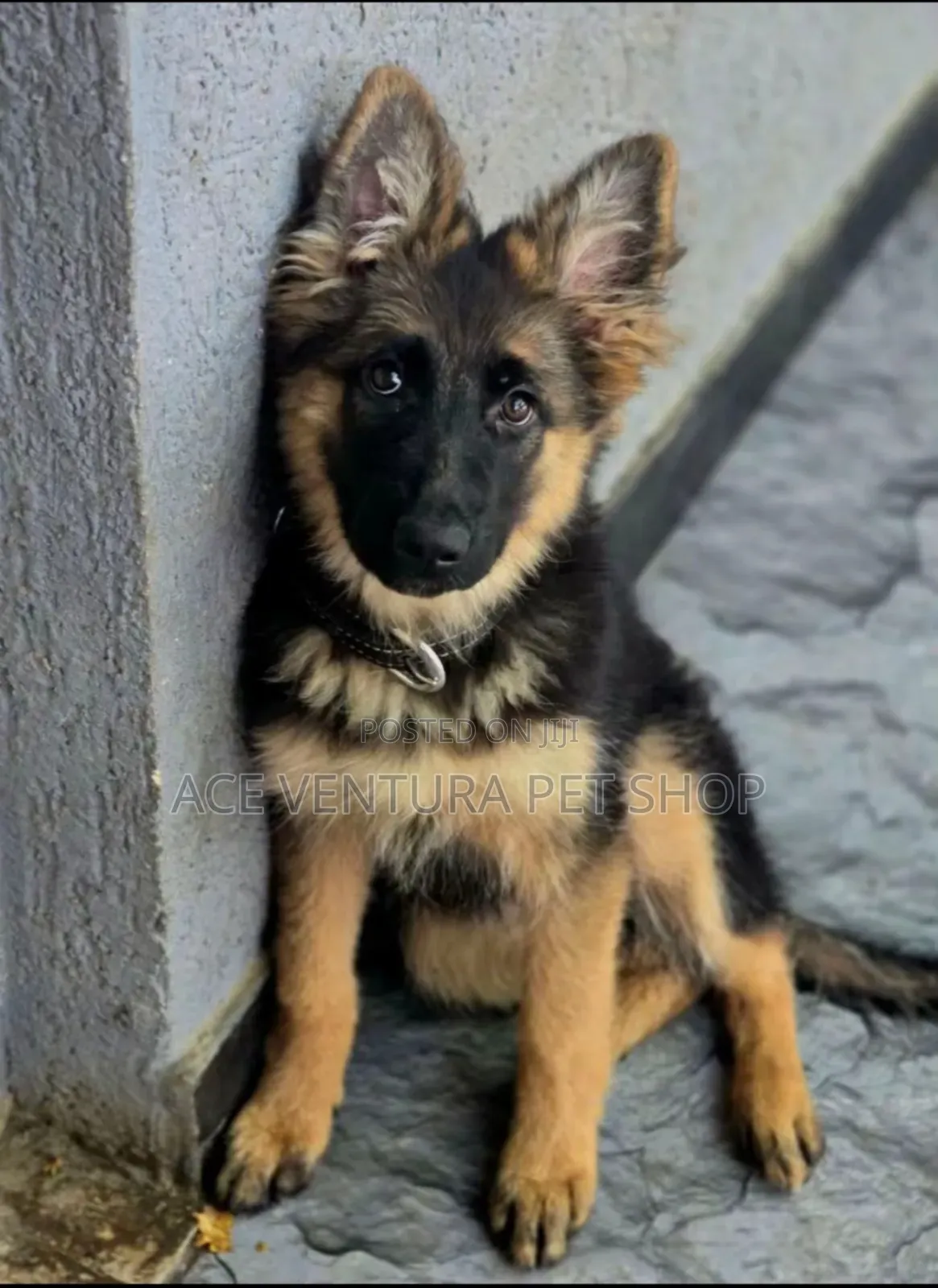 1-3 months Male Purebred German Shepherd