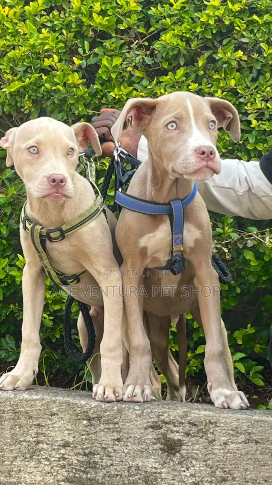 1-3 months Male Purebred American Pit Bull Terrier