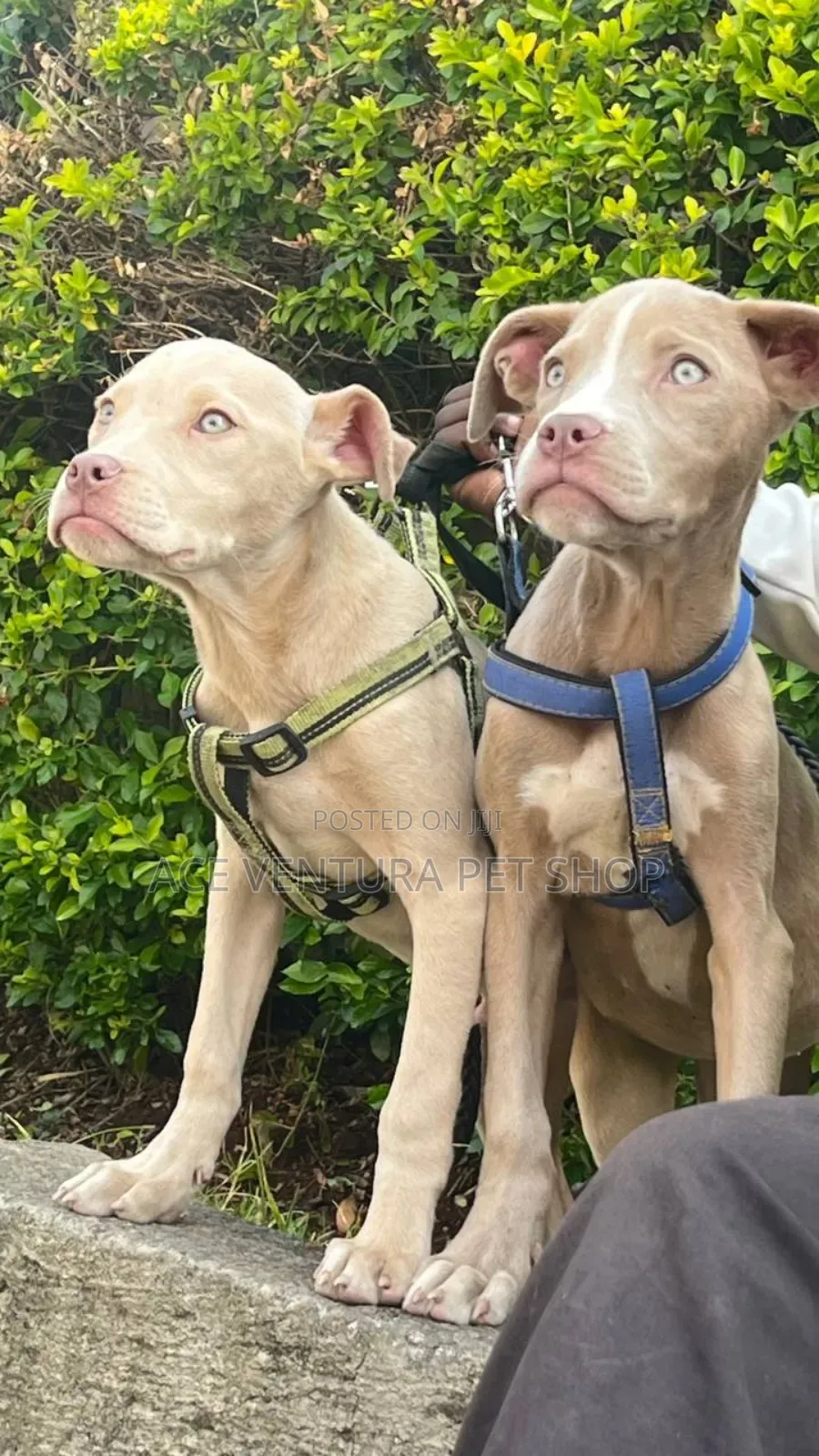 1-3 months Male Purebred American Pit Bull Terrier