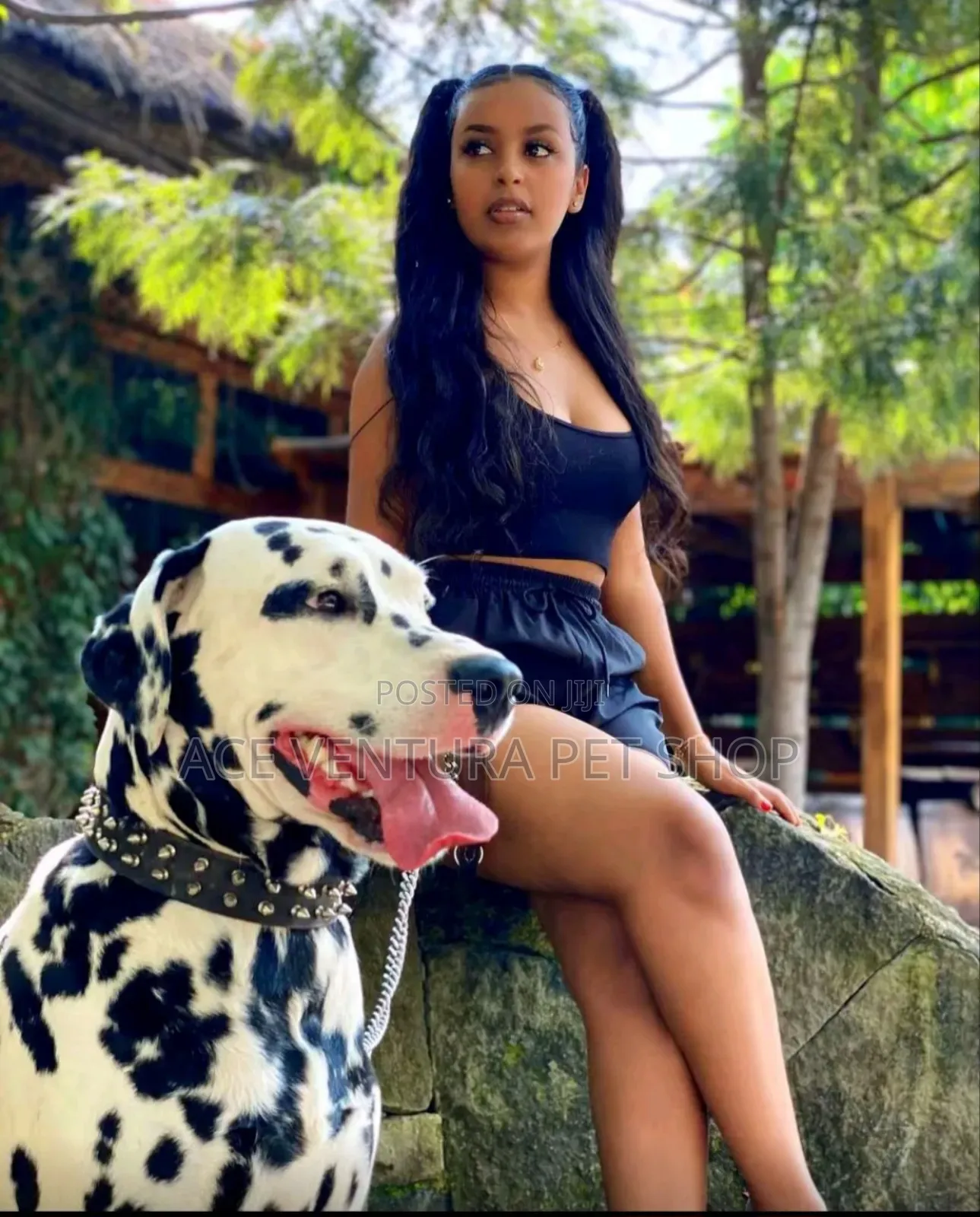 1-3 months Male Purebred Dalmatian