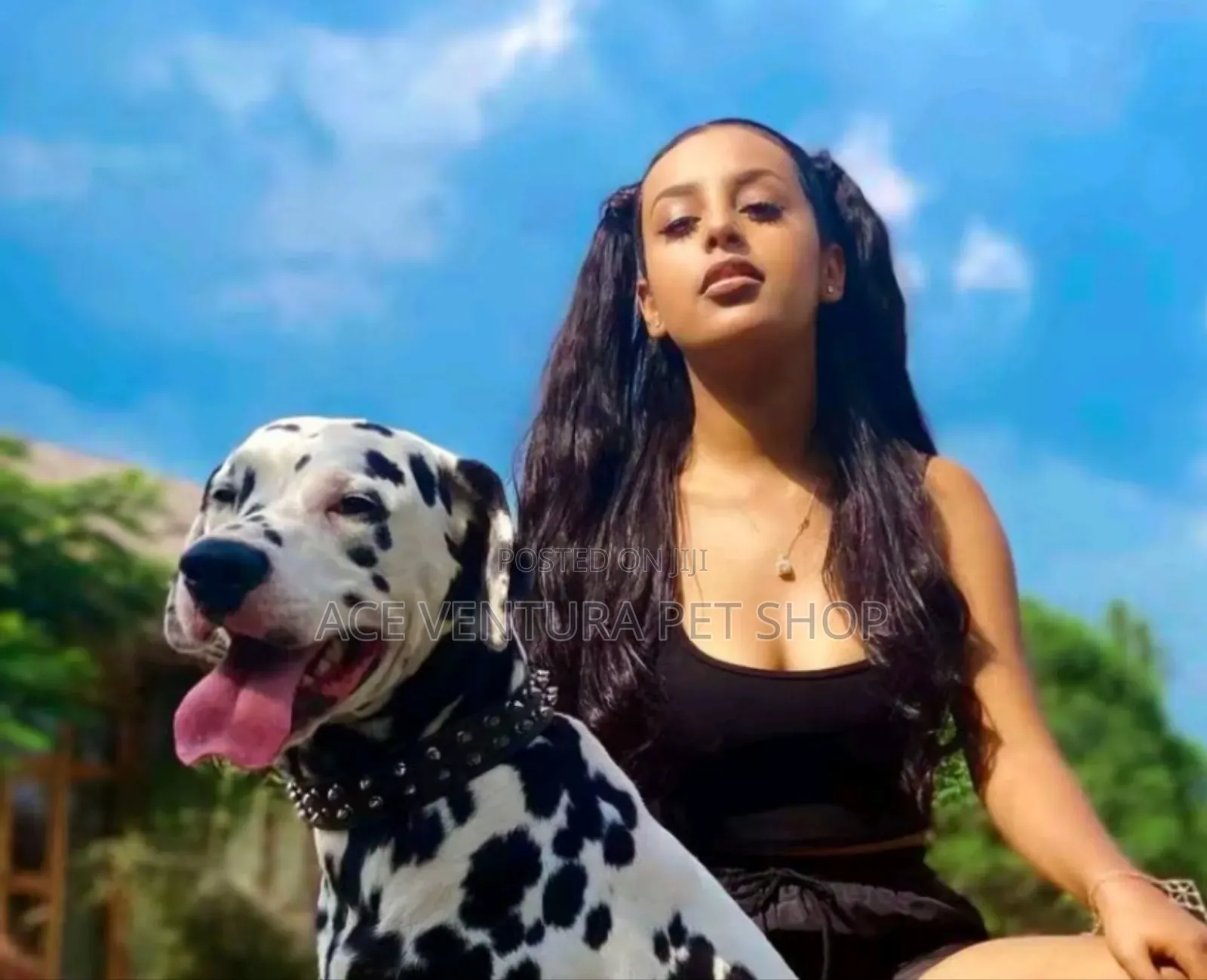 1-3 months Male Purebred Dalmatian