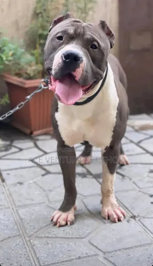 1-3 months Male Purebred American Pit Bull Terrier