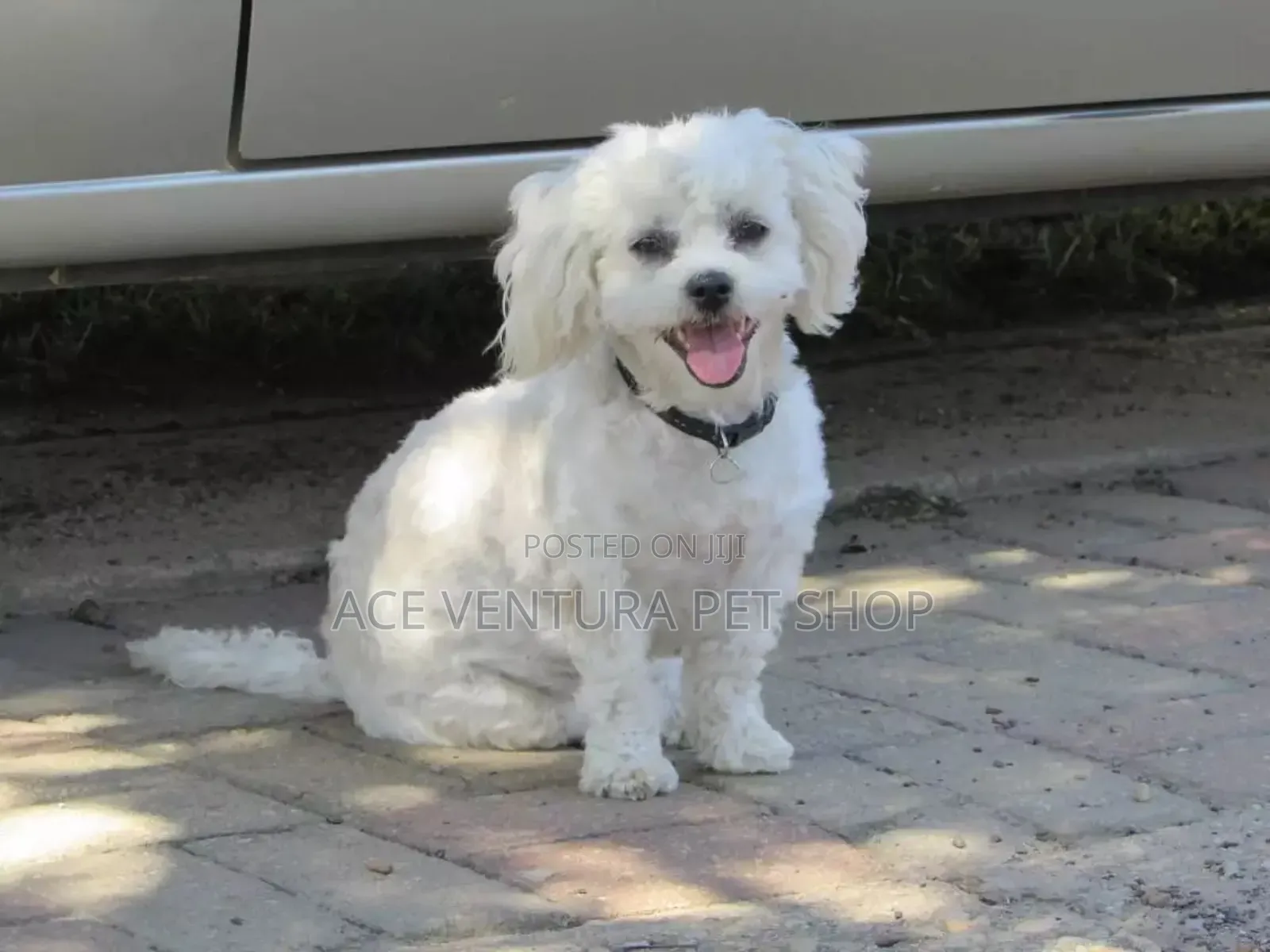 1-3 months Male Purebred Maltese