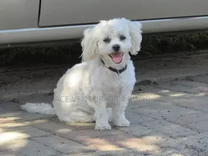 1-3 months Male Purebred Maltese