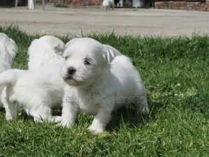 1-3 months Male Purebred Maltese