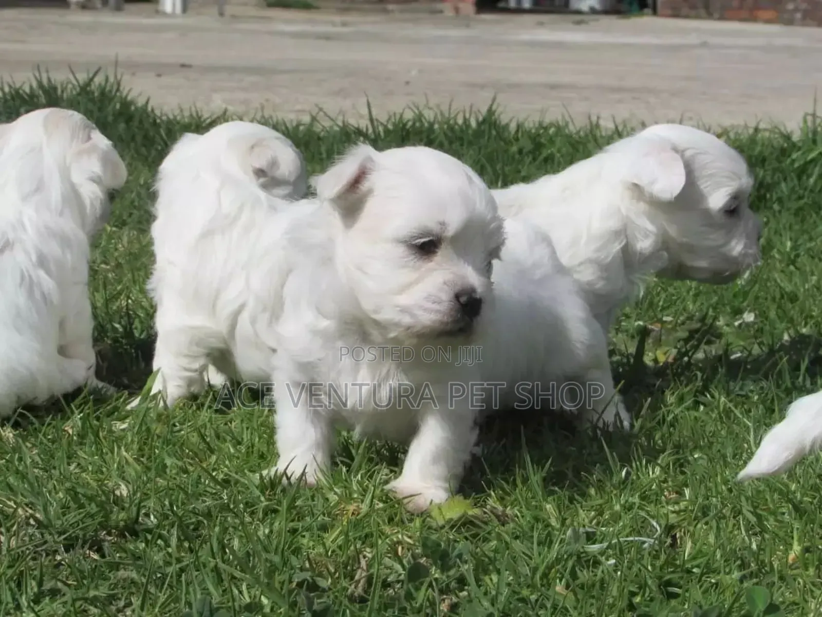 1-3 months Male Purebred Maltese