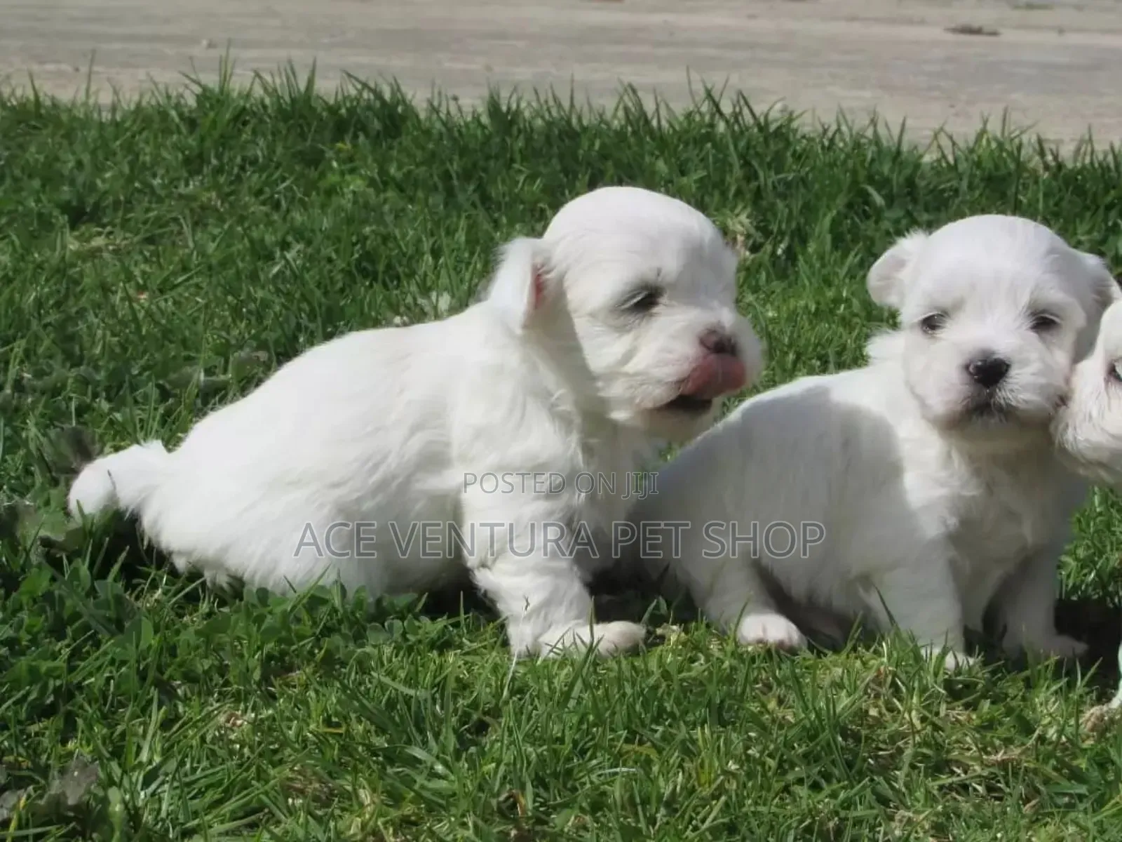 1-3 months Male Purebred Maltese