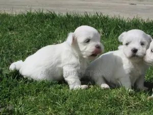 1-3 months Male Purebred Maltese
