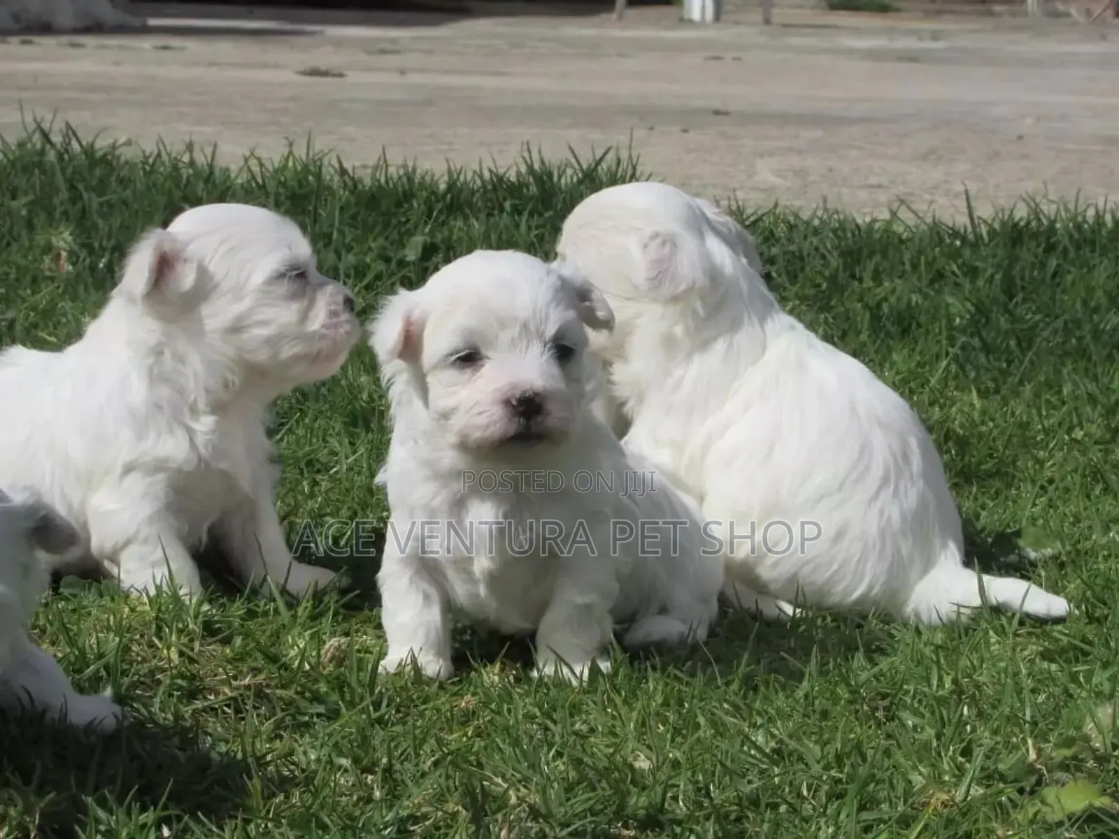 1-3 months Male Purebred Maltese