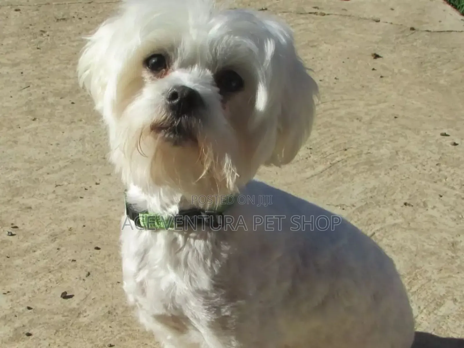 1-3 months Male Purebred Maltese