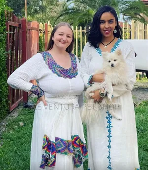 1-3 months Male Purebred Pomeranian