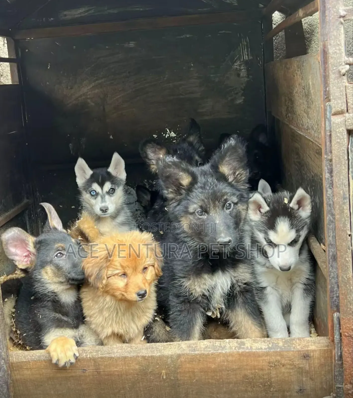 1-3 months Male Purebred German Shepherd