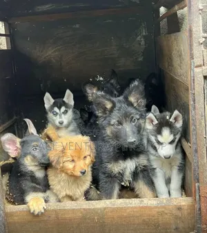 1-3 months Male Purebred German Shepherd