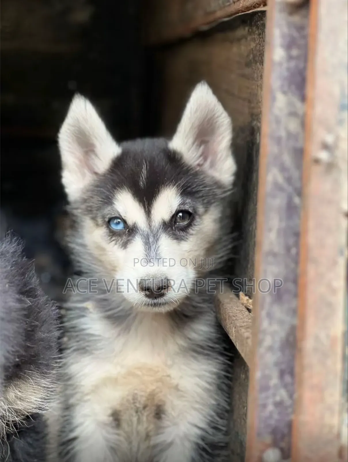 1-3 months Male Purebred German Shepherd