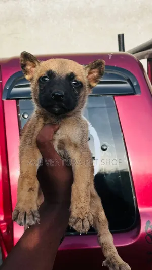 1-3 months Male Purebred Belgian Malinois