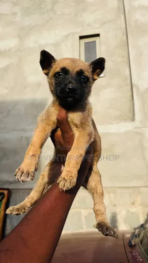 1-3 months Male Purebred Belgian Malinois