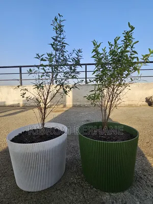Pomegranate Plant ( ሮማን )
