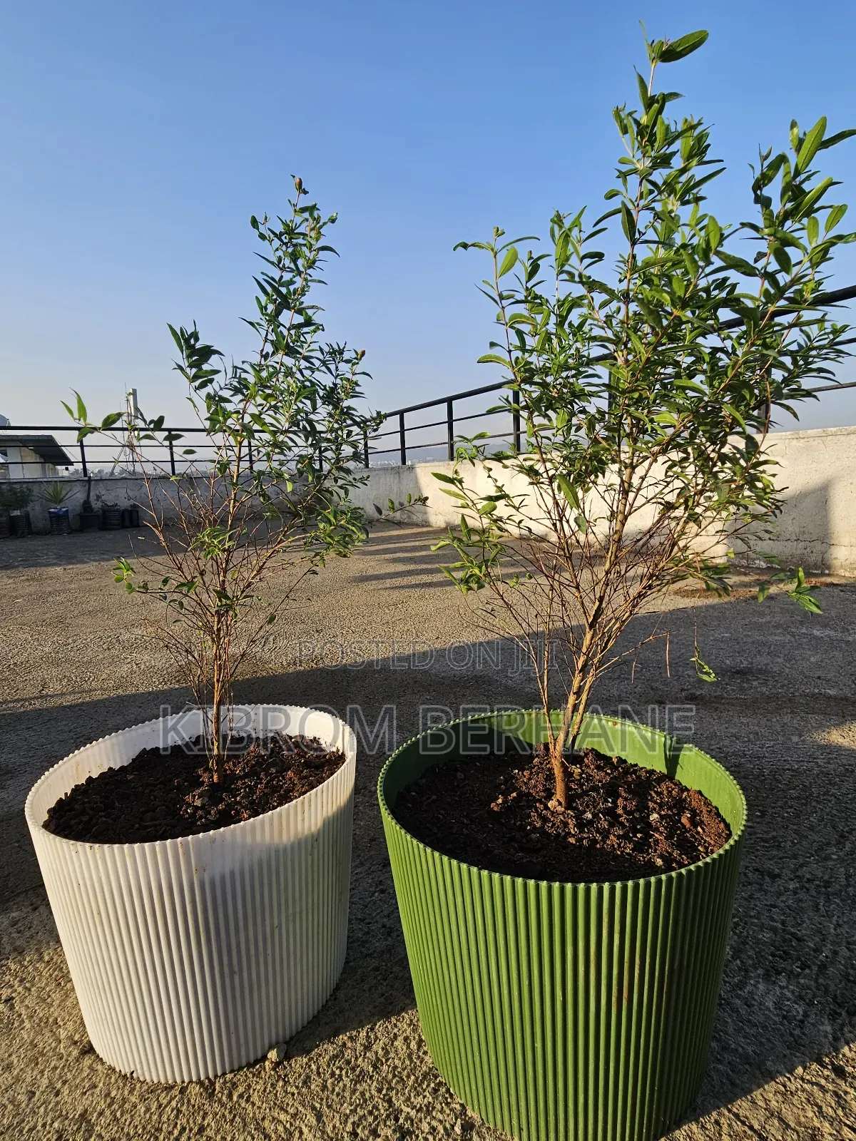 Pomegranate Plant ( ሮማን )
