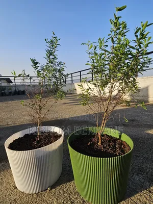 Pomegranate Plant ( ሮማን )