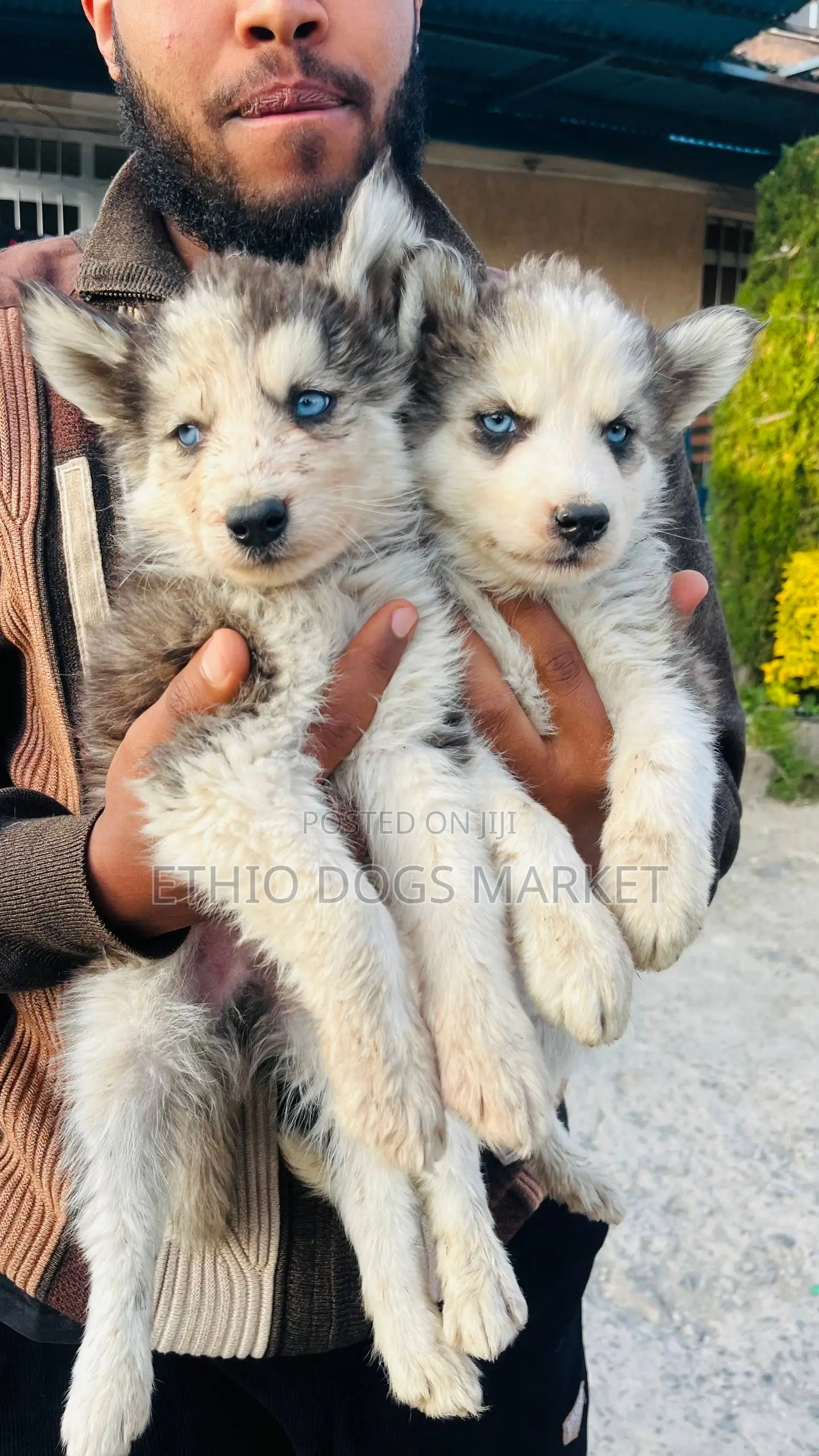 1-3 months Male Purebred Siberian Husky