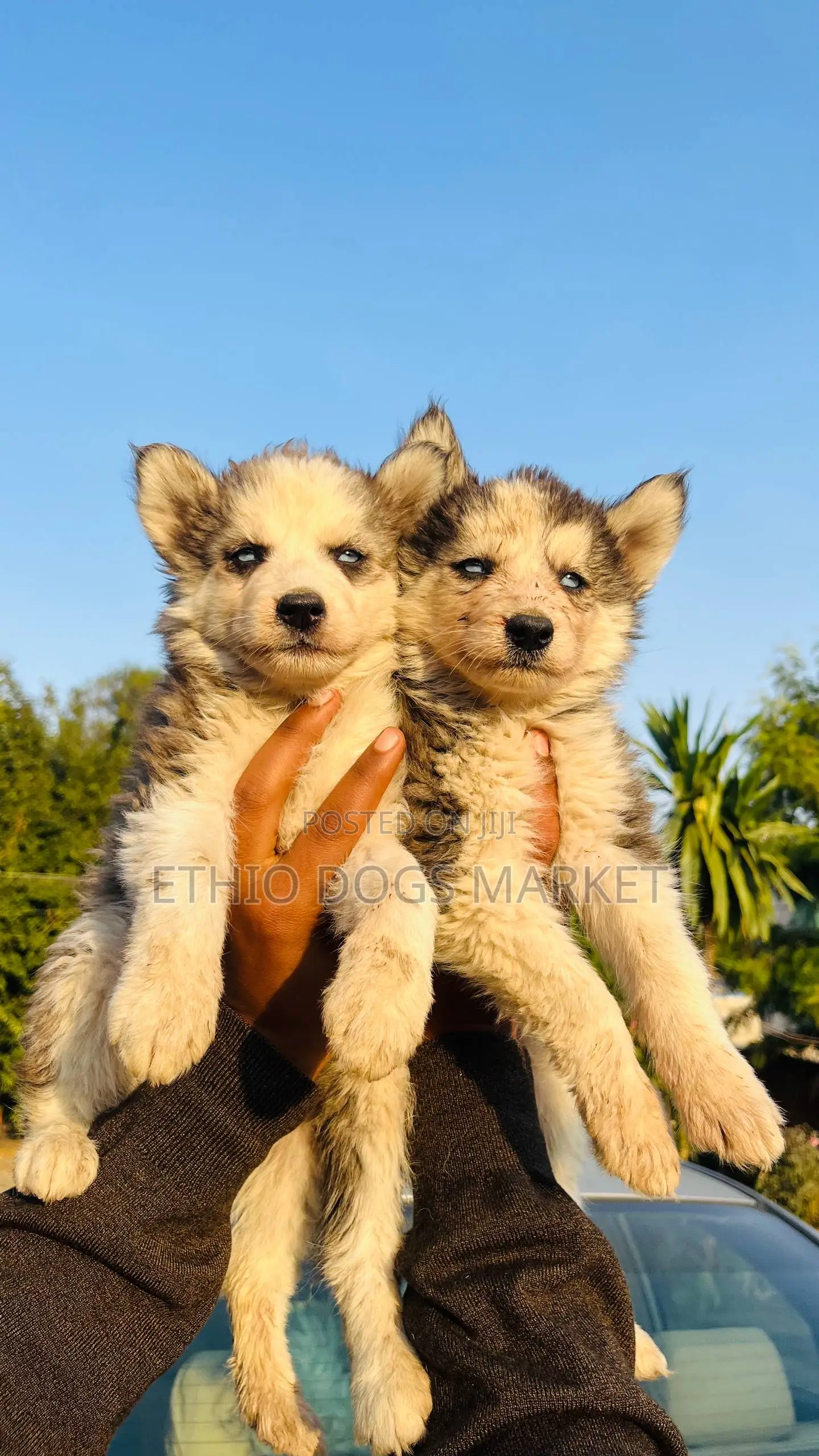 1-3 months Male Purebred Siberian Husky