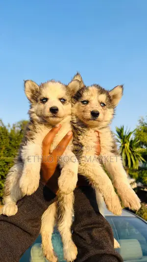 1-3 months Male Purebred Siberian Husky