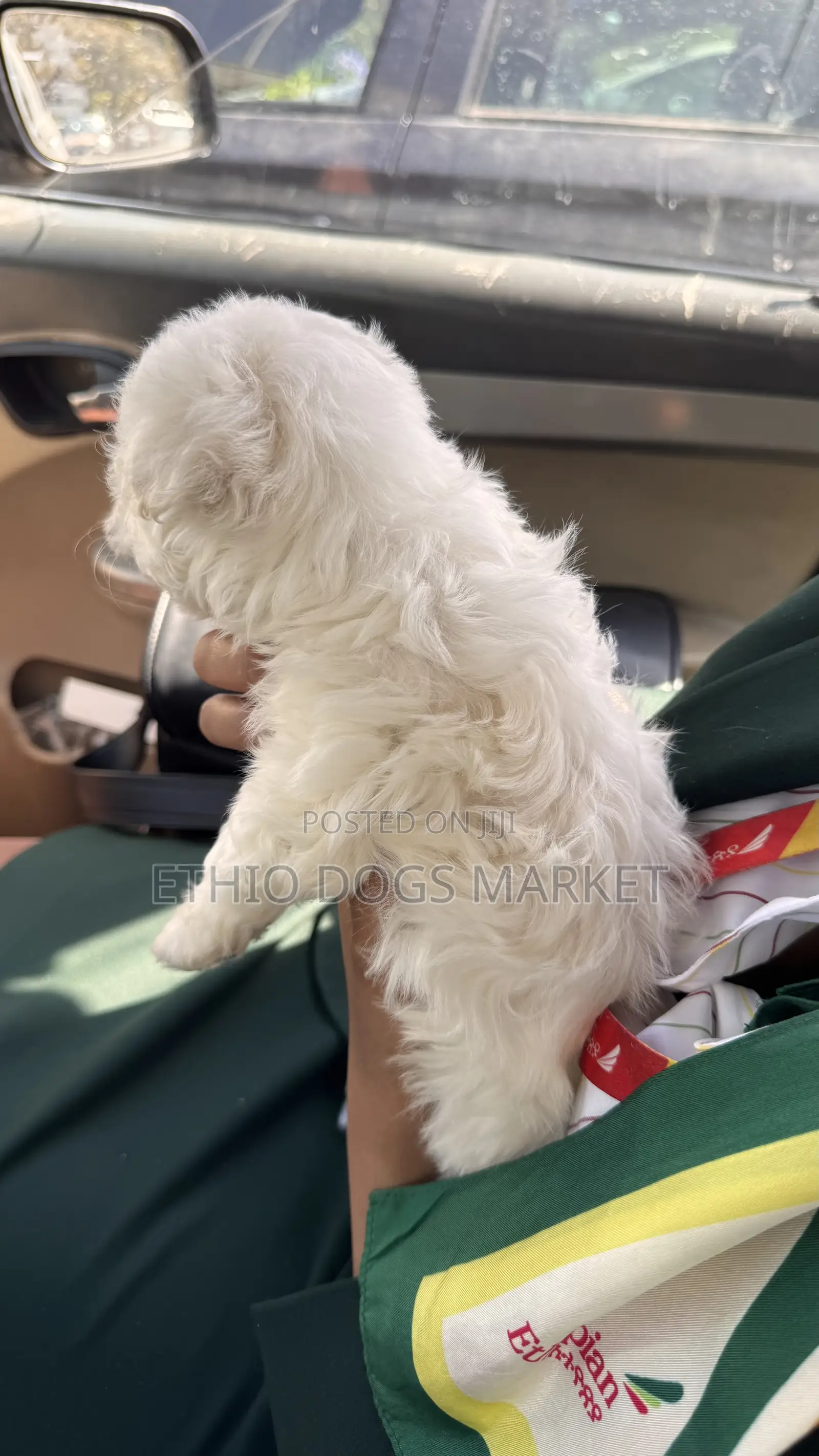 1-3 months Male Purebred Maltese