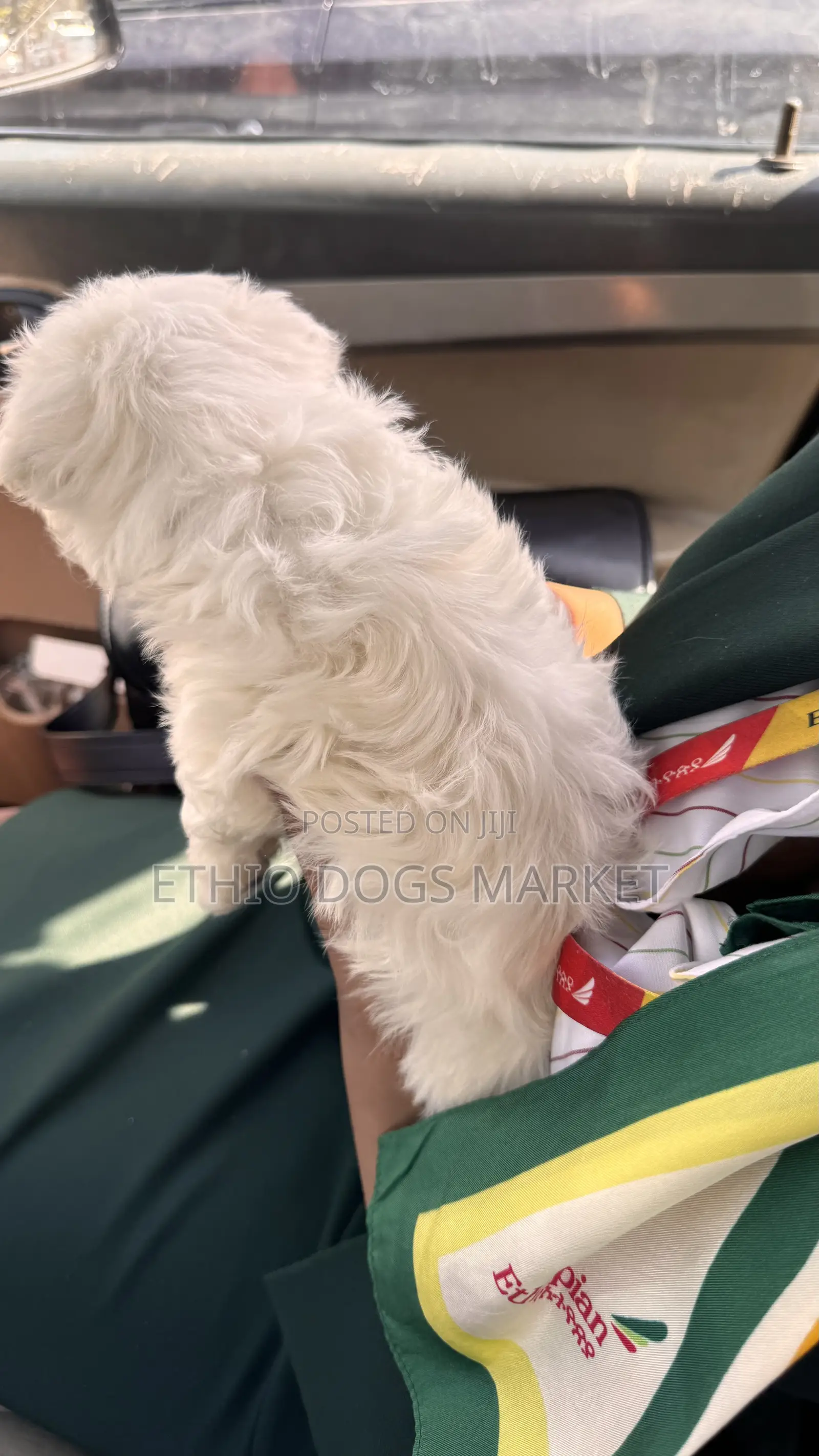 1-3 months Male Purebred Maltese