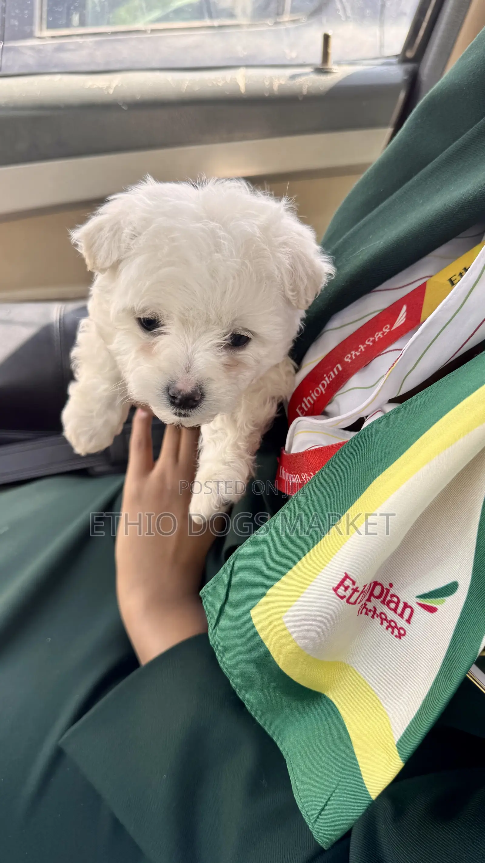 1-3 months Male Purebred Maltese