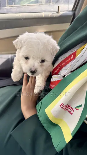 1-3 months Male Purebred Maltese