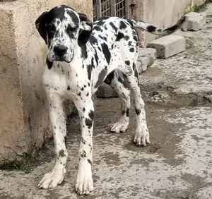 1-3 months Male Purebred Great Dane