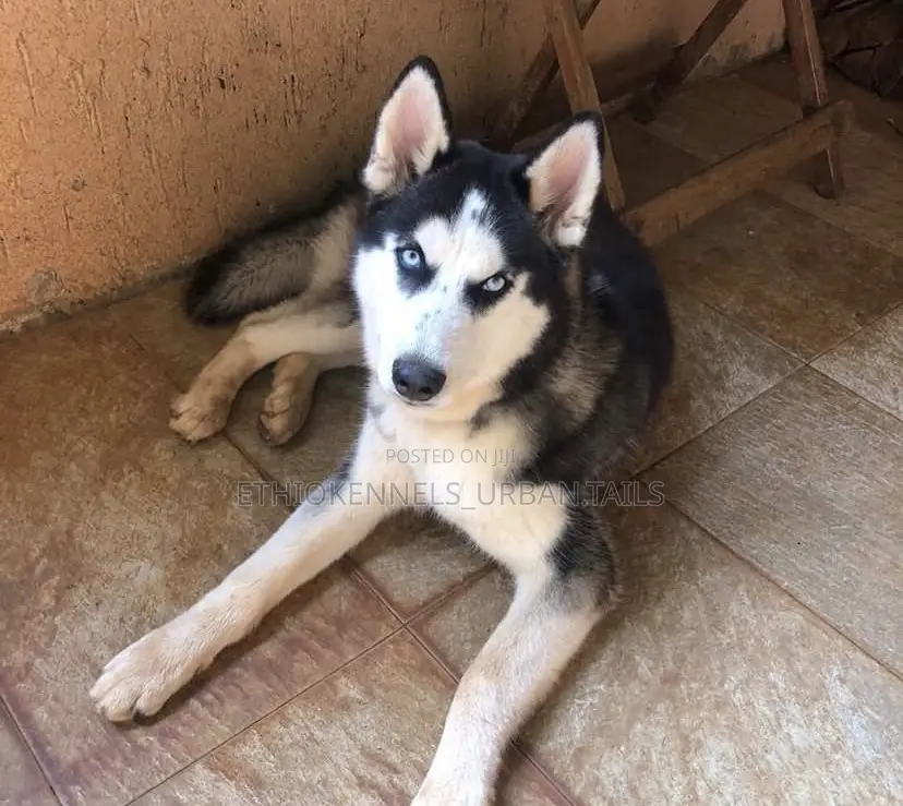 1-3 months Male Purebred Siberian Husky