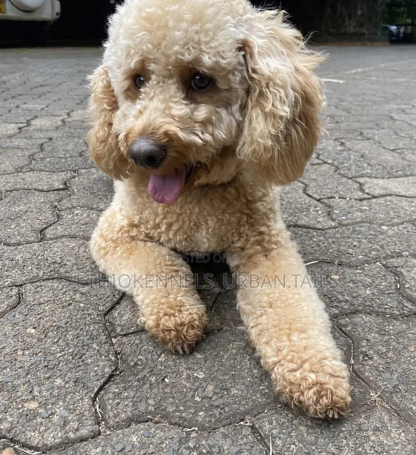 1-3 months Male Purebred Poodle
