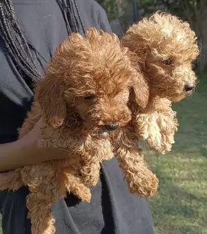 1-3 months Male Purebred Poodle