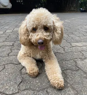 1-3 months Male Purebred Poodle