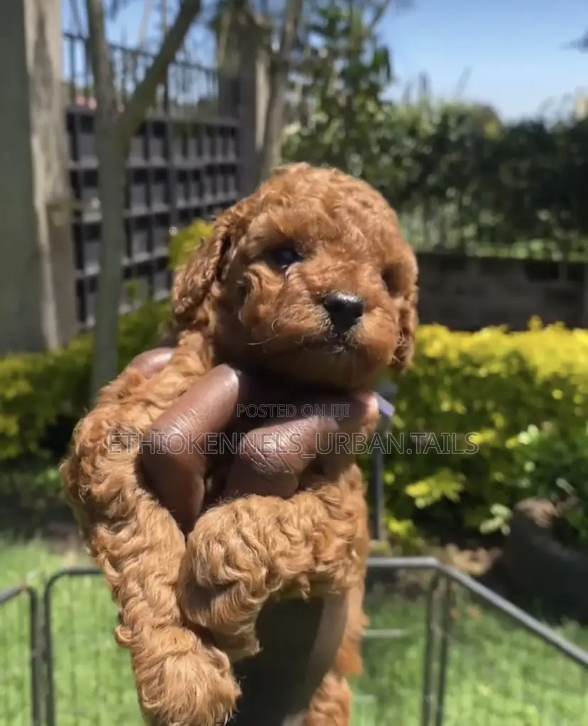 1-3 months Male Purebred Poodle