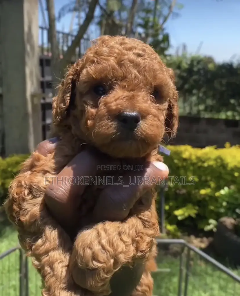 1-3 months Male Purebred Poodle